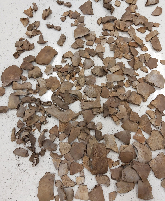 Fragmenty kości pochodzące ze stanowiska antropologicznego z Papowa Biskupiego