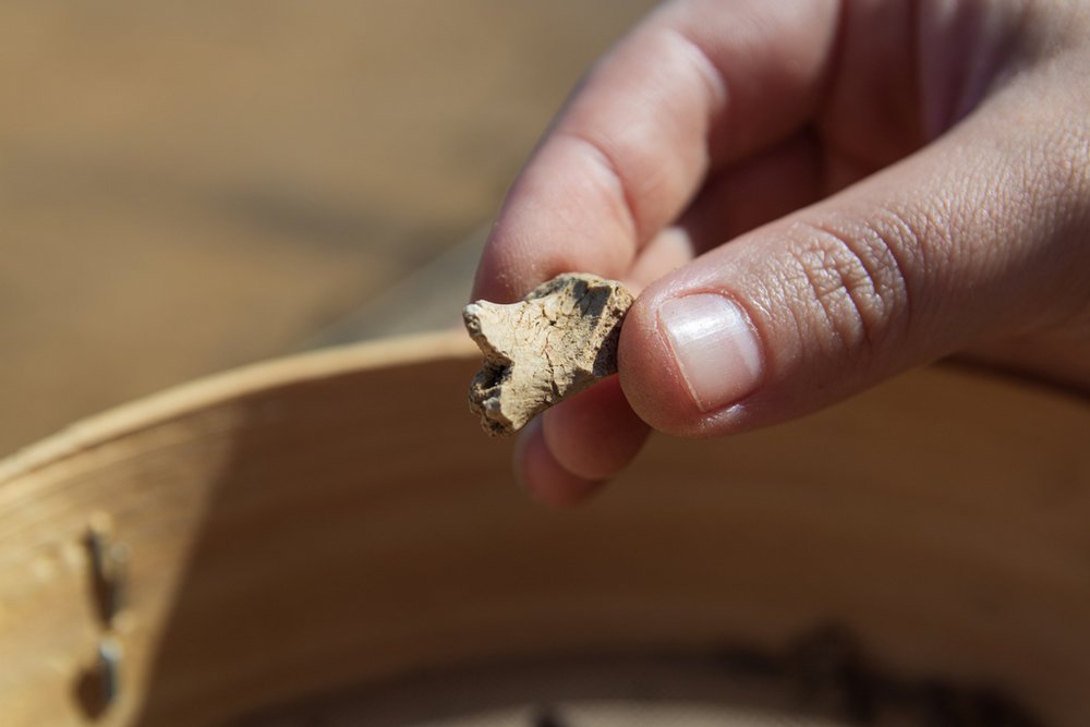 zbliżenie na dłoń trzymającą fragment kostny
