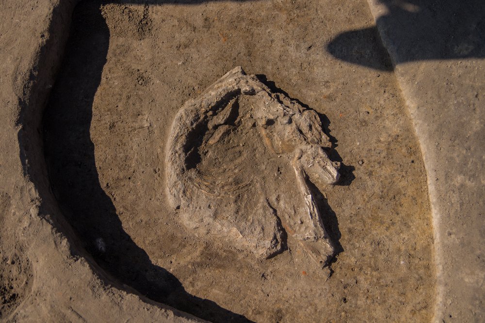 Odsłonięte szczątki zwierzęce w ziemi