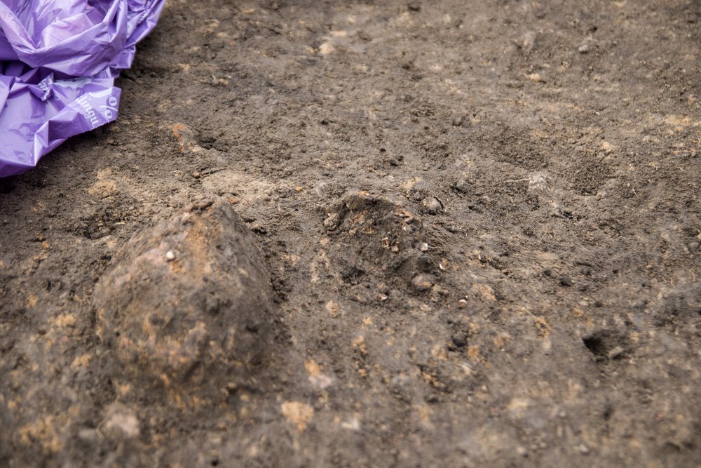 Eksplorowane fragmenty kostne