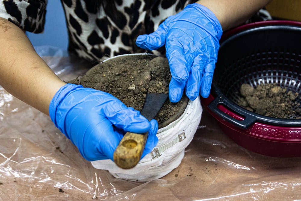 dłonie w gumowych rękawiczkach pracujące nad popielnicą