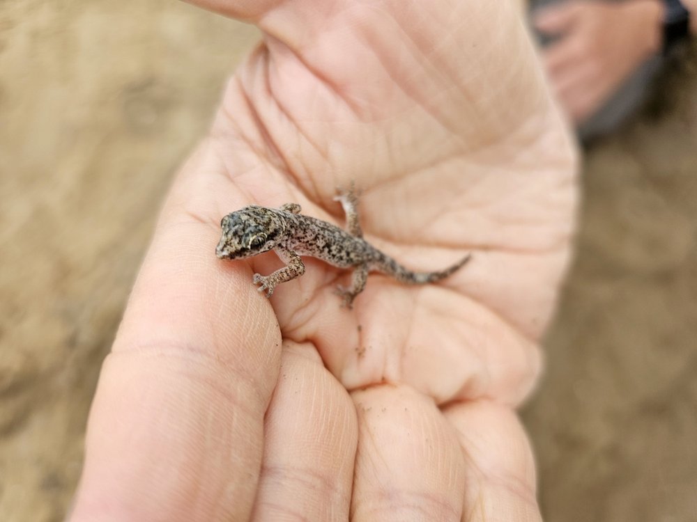 mały gad na dłoni